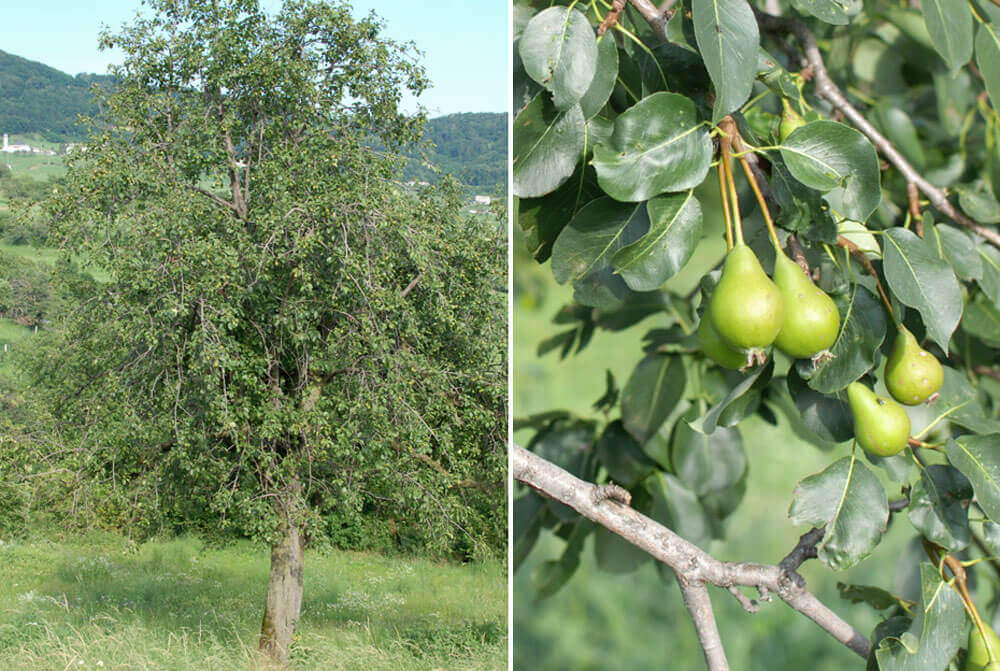 Il Pero Misso, presidio di prelibatezza